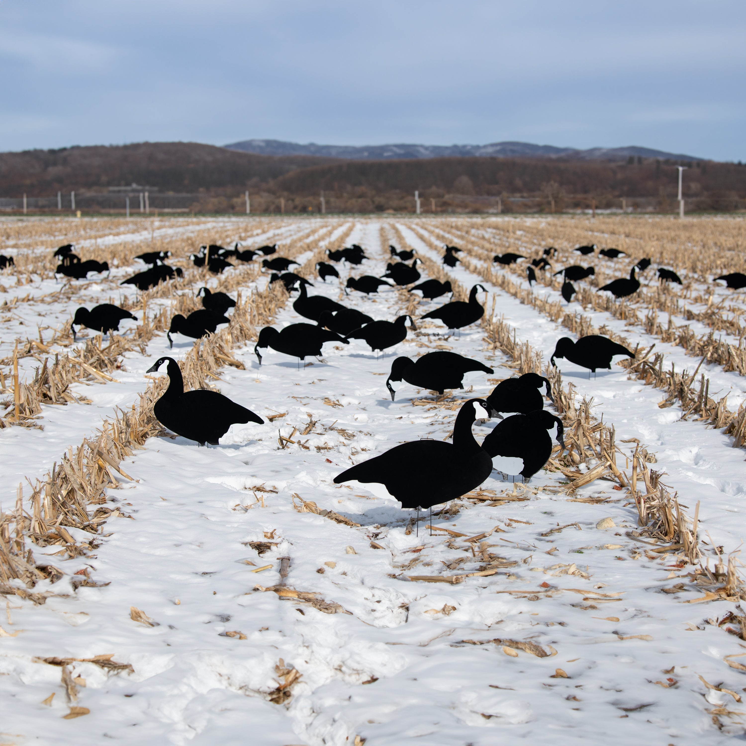 Black and White Silhouettes silhouettes 1 dz