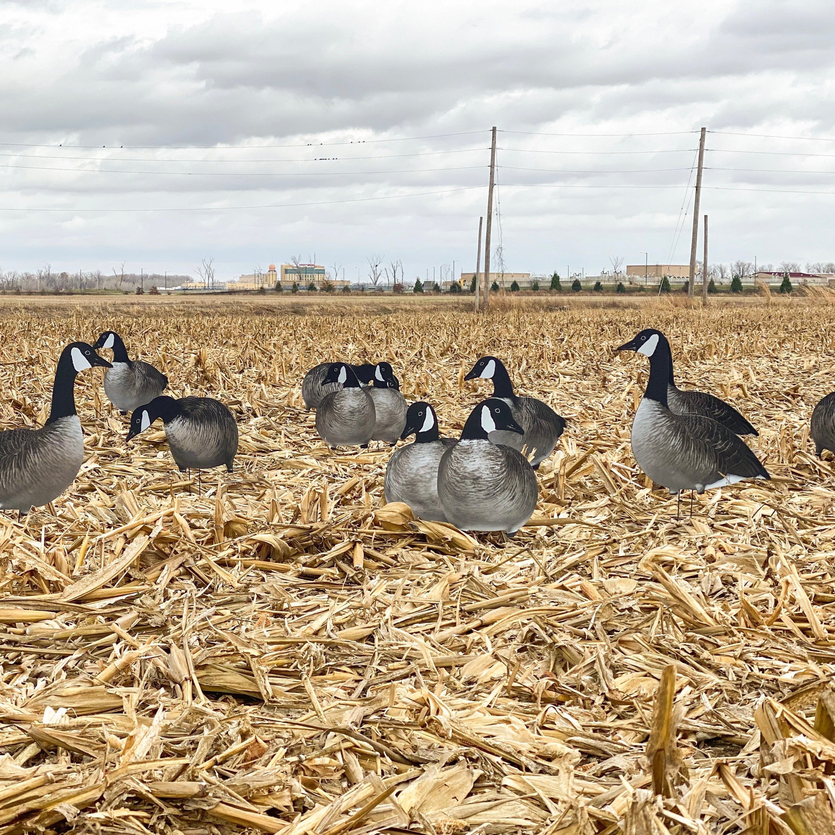 Alternate Canada Goose Silhouettes silhouettes