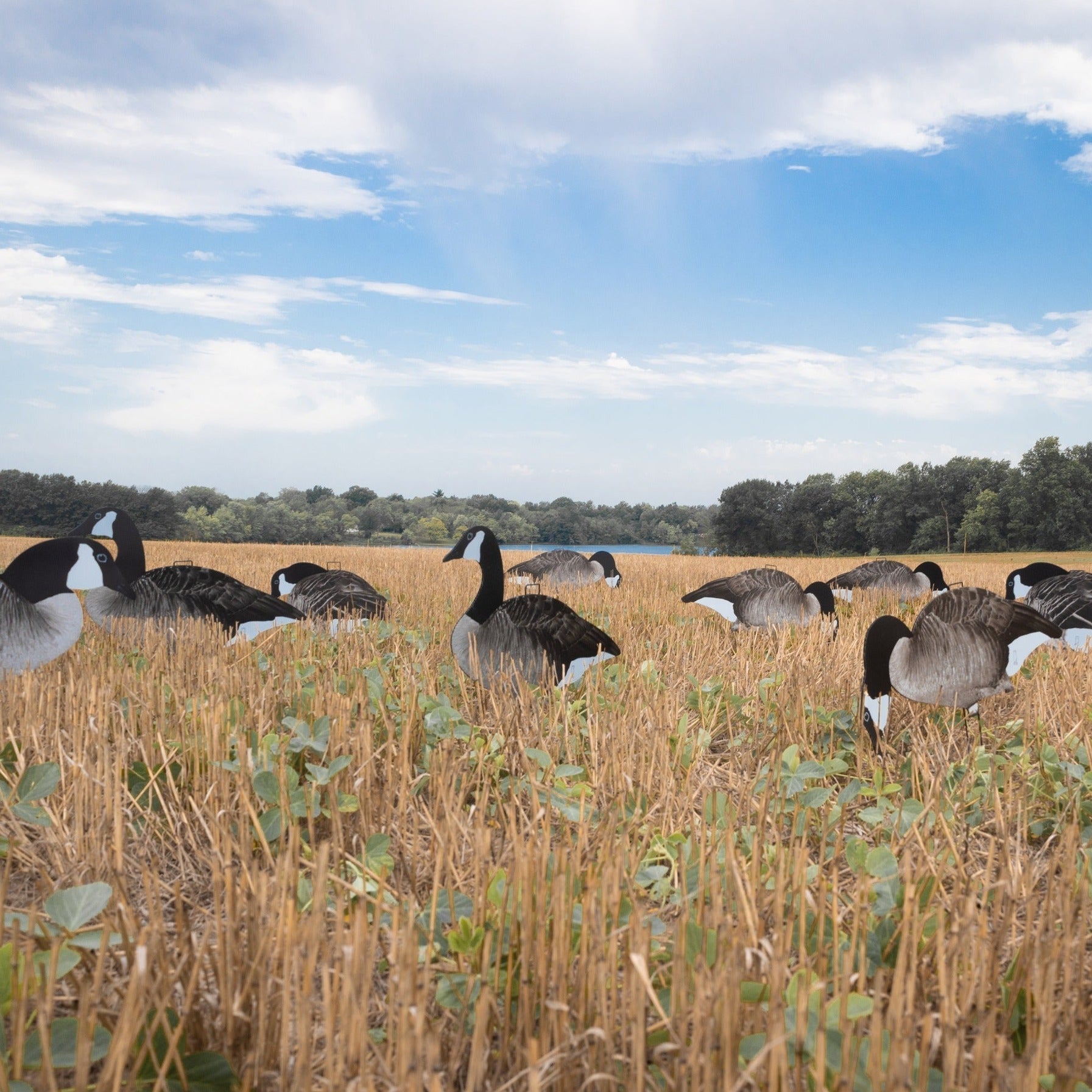 Canada Goose Silhouettes silhouettes