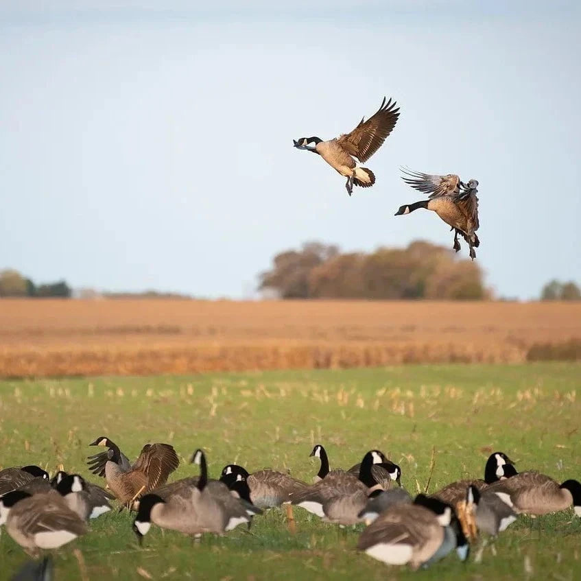 Flocked Canada Goose Silhouettes silhouettes