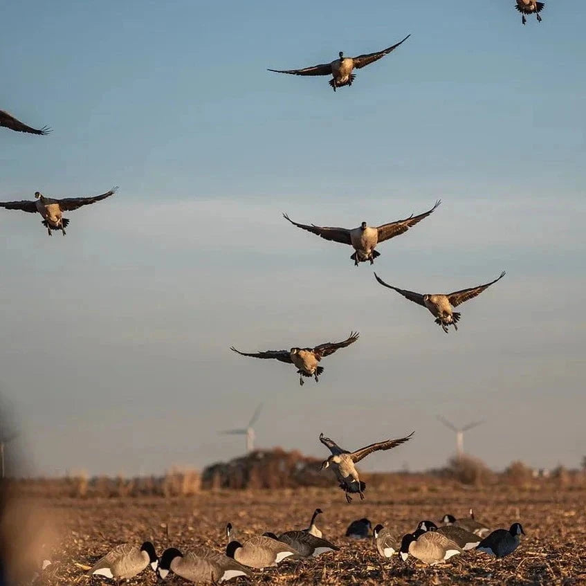 Flocked Canada Goose Silhouettes silhouettes