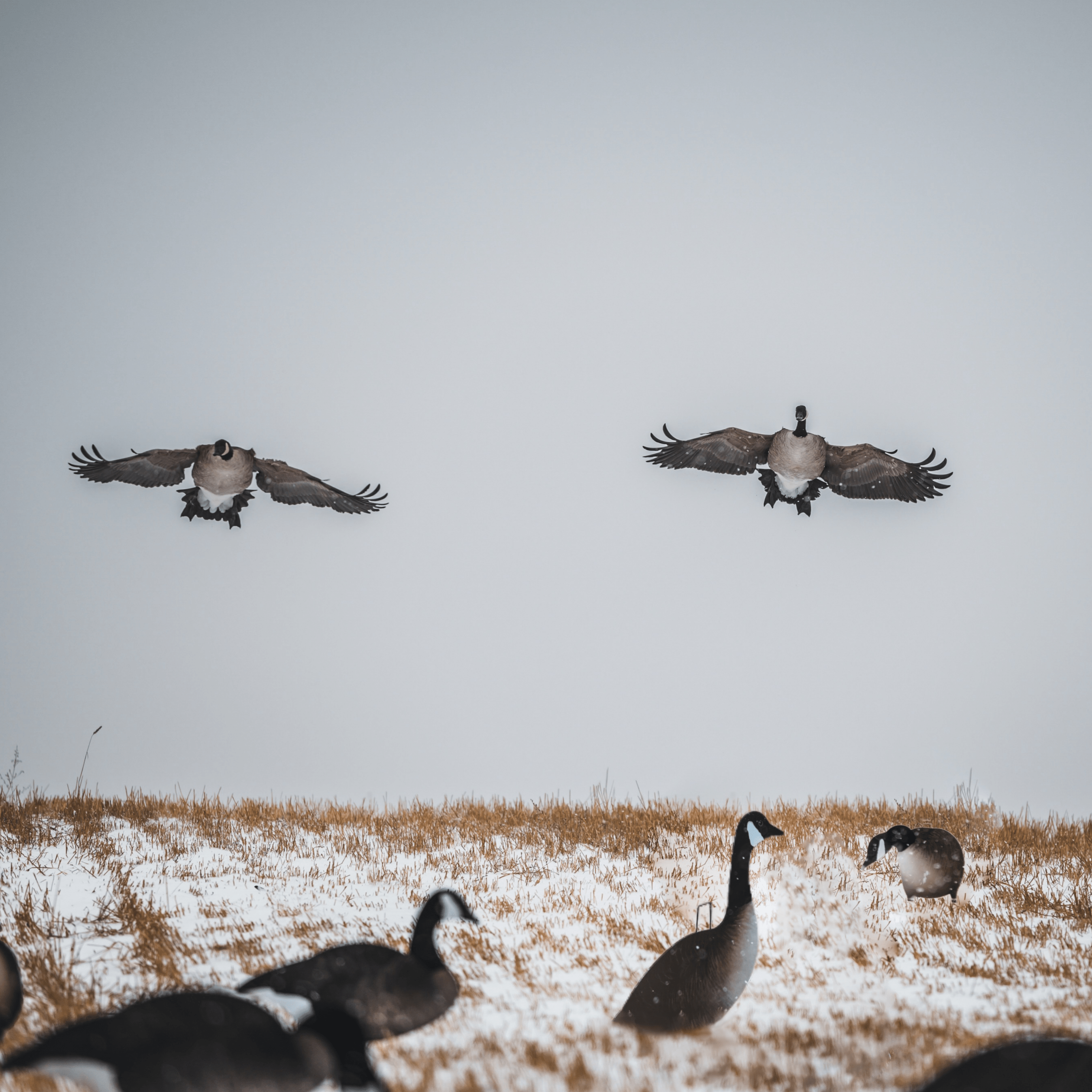 Alternate Fully Flocked Canada Goose Silhouettes silhouettes